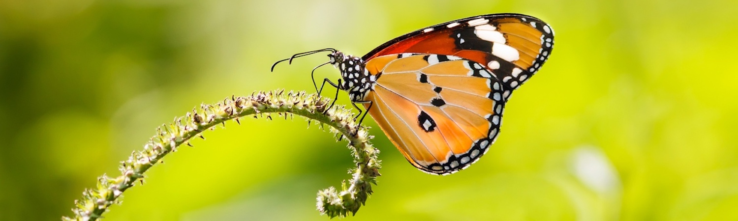 Schmetterling