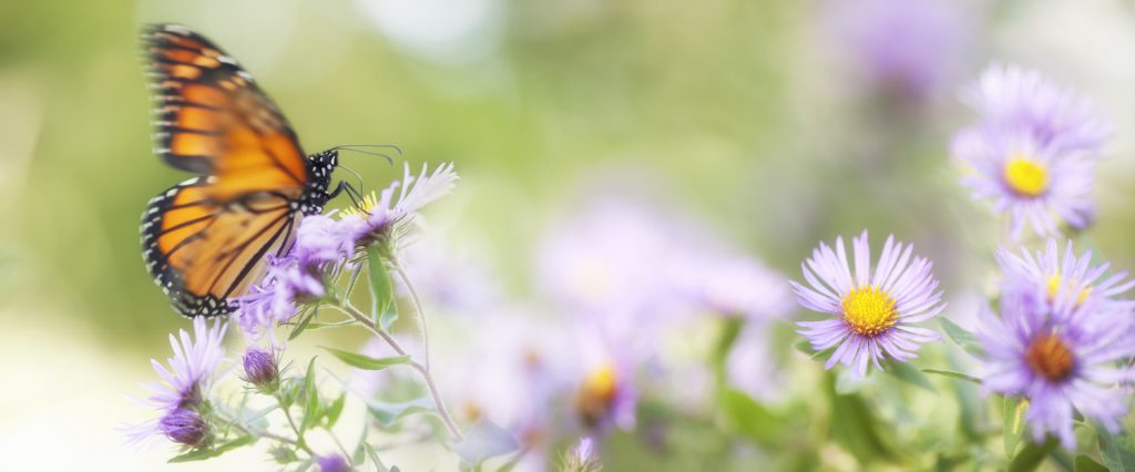 Selbsterfahrungskurse Metamorphosa Selbsterfahrungskurse Metamorphosa